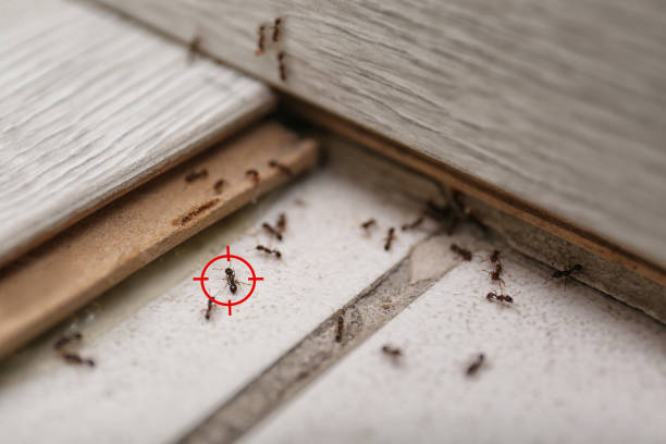 Pest Control for Restaurants in Taft Heights, CA