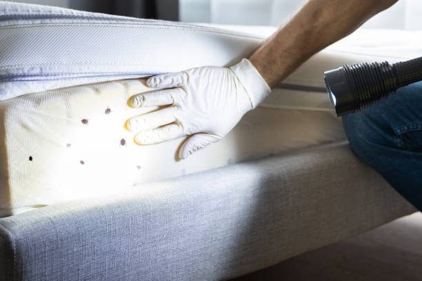 Best Ant Control Services  in Taft Heights, CA