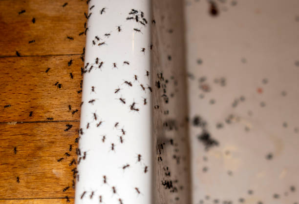 Best Flea Control Services  in Taft Heights, CA