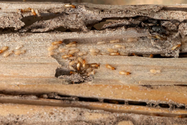 Flea Control Services in Taft Heights, CA
